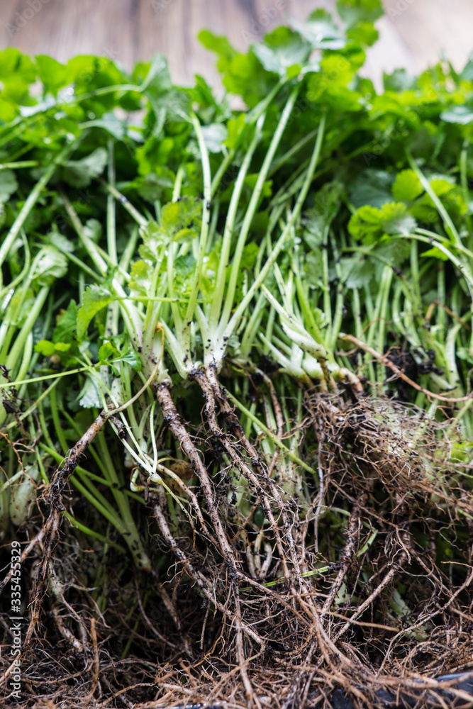 Muddy roots with dirt of freshly harvested organic cilantro or coriander herbs Muddy roots with dirt of freshly harvested organic cilantro or coriander herbs