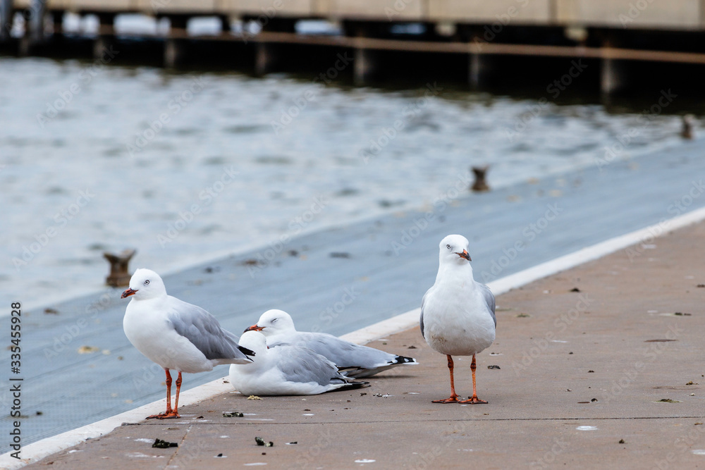 Fototapeta premium Silver Gulls beside Lake Burley Griffin