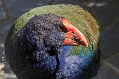 Closeup portrait of a takahe, an endangered flightless bird found only in New Ze Fototapeta