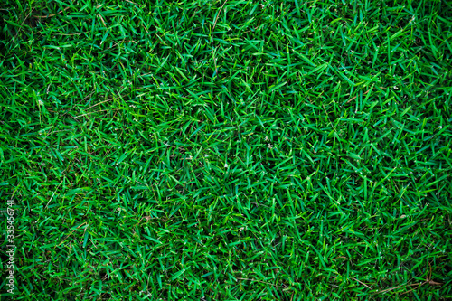 Abstract green grass botsnical background top view green grass
