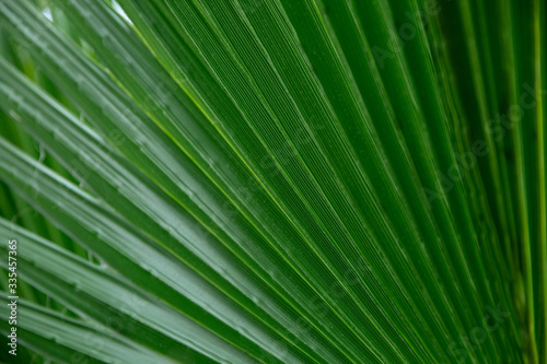 Close photo of palm leaves. Green  palm leaves for background. Wild nature.