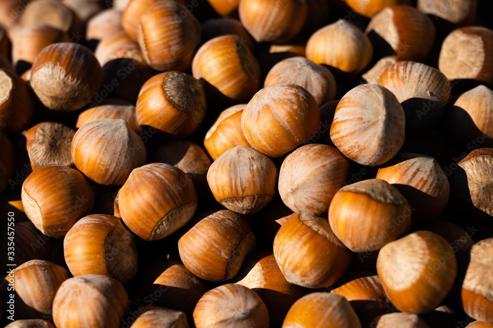Hazelnut. Fresh organic filbert on white background. Nut macro. Bright sunlight gives sharp shadows Hazelnut. Fresh organic filbert on white background. Nut macro. Bright sunlight gives sharp shadows
