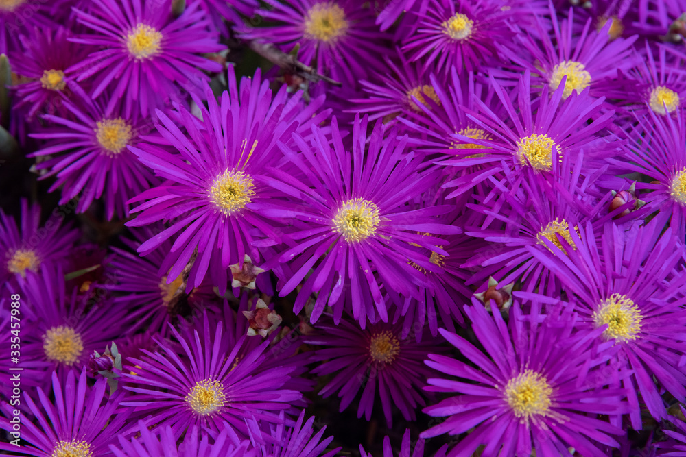 Cluster of hot magenta Ice Flowers Cluster of hot magenta Ice Flowers