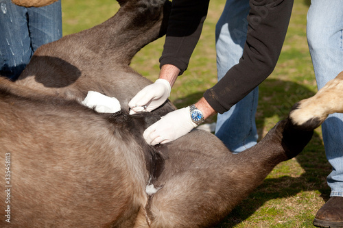 Horse Gelding photo