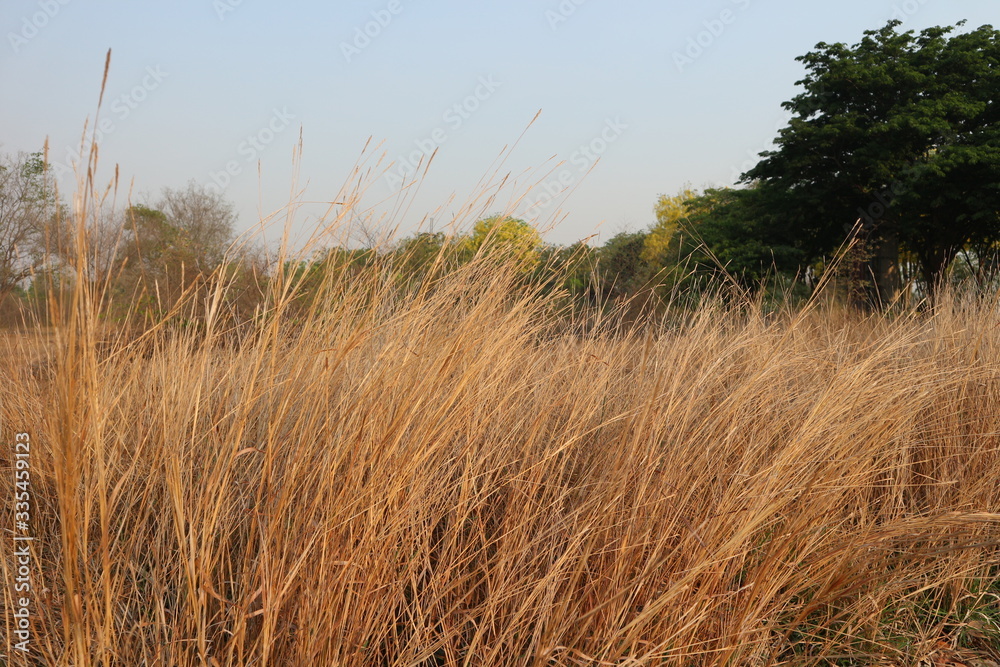 Obraz premium Dry meadow in summer