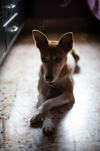 Portrait of a beautiful cute Indian breed domestic dog in a lazy mood to play. Indian breed dogs