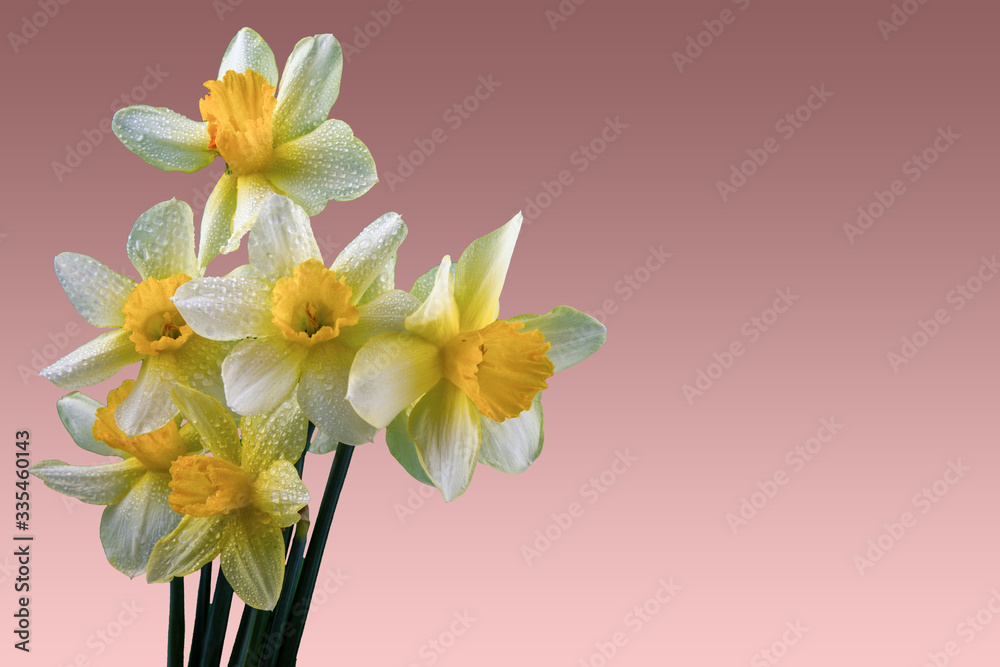 a bouquet of daffodils on a pink gradient isolated background