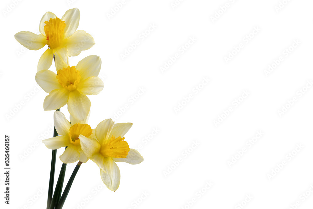 Fototapeta premium a bouquet of daffodils on a white isolated background