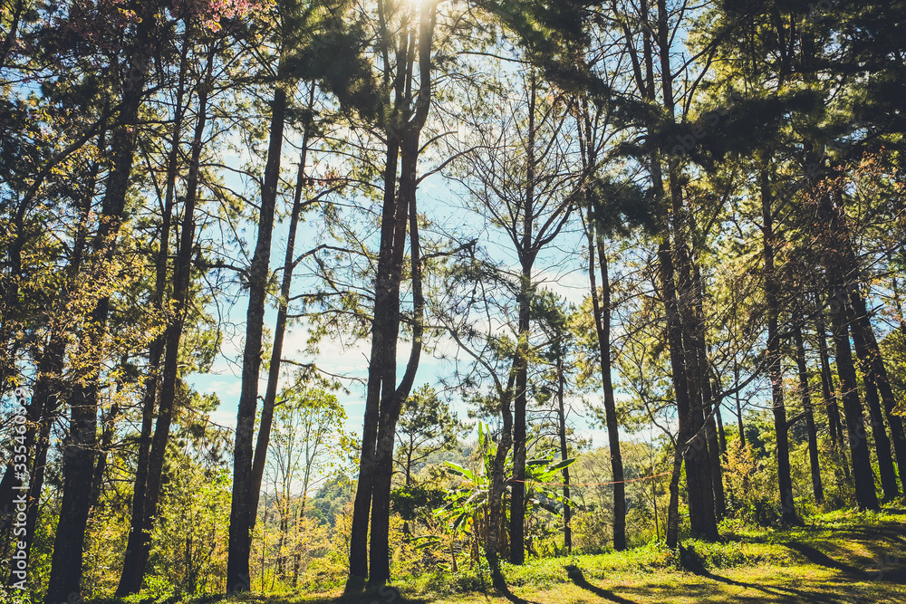 nature forest and sun bright with blue sky background nature forest and sun bright with blue sky background