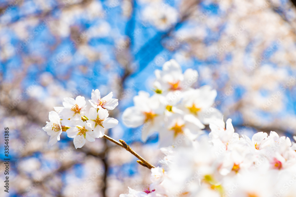 桜と青空