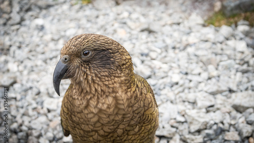Mountain parrot posing. Closeup shot of native Nestor Kea located only on South Island of New Zealand © Peter Kolejak