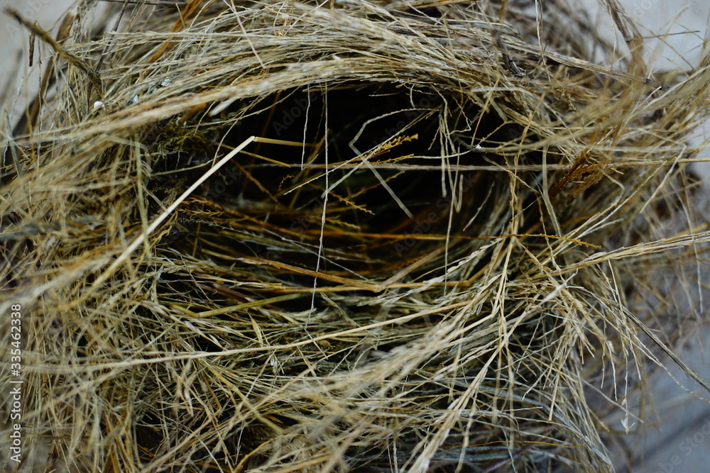 Sparrow's nest. Bird's nest falling from a branch Sparrow's nest. Bird's nest falling from a branch
