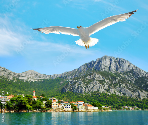 Seagull flying over the sea near Gradac town, Makarska riviera in southern Dalmatia, Croatia.