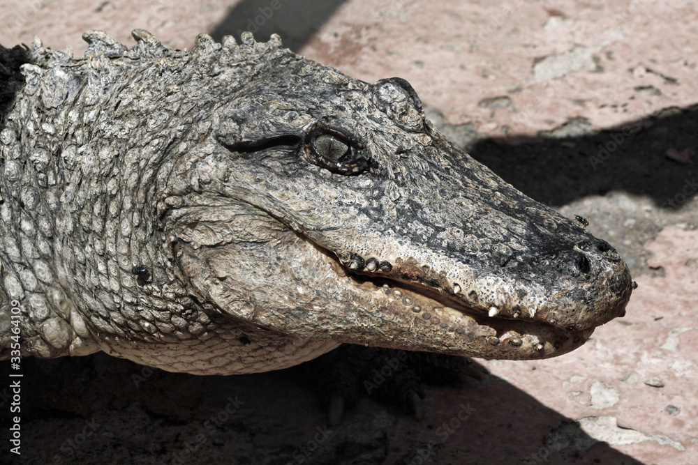Obraz premium Mississippi-Alligator