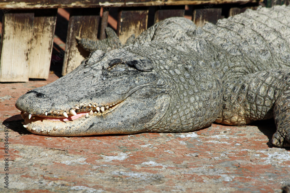 Obraz premium Mississippi-Alligator