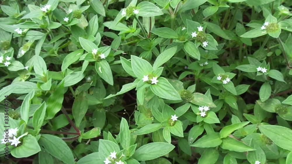 Weeds green in the nature background. Borreria alata grass or javanese ...