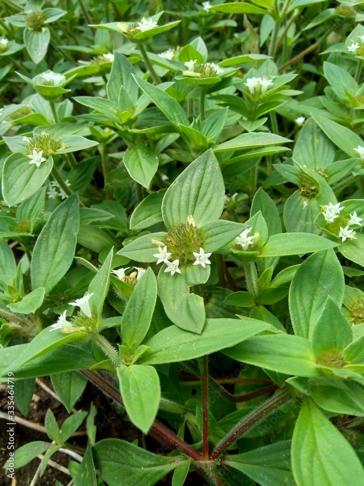 Weeds green in the nature background. Borreria alata grass or javanese called as udel-udelan. Weeds green in the nature background. Borreria alata grass or javanese called as udel-udelan.