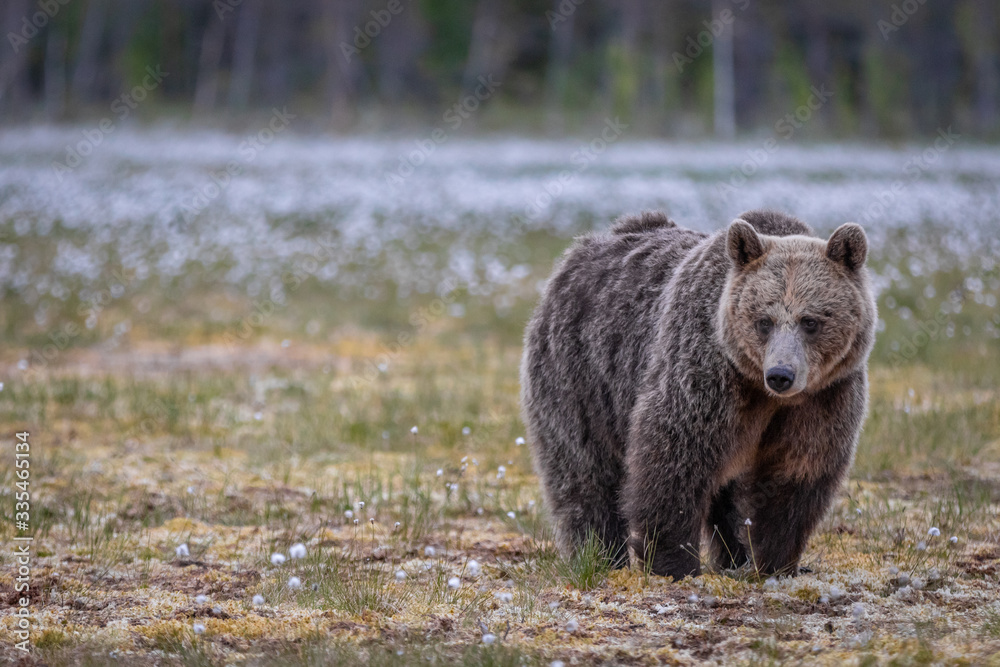 Wilder Braunbär in einem Sumpf in Finnland Wilder Braunbär in einem Sumpf in Finnland