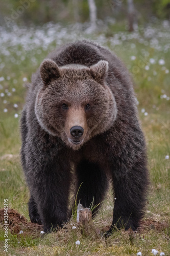 Wilder Braunbär in einem Sumpf in Finnland