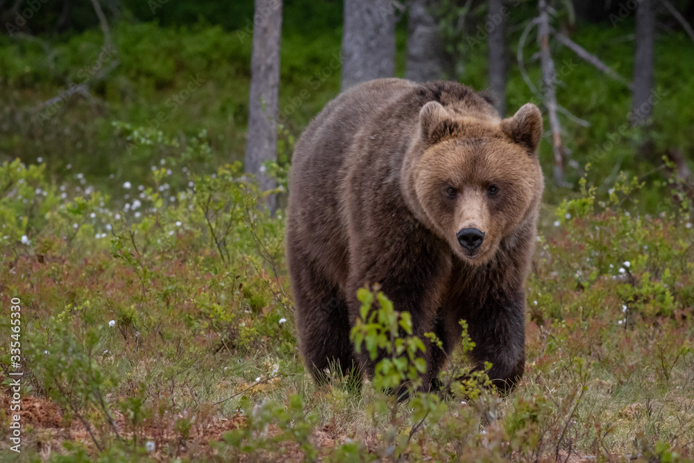 Wilder Braunbär in einem Sumpf in Finnland Wilder Braunbär in einem Sumpf in Finnland