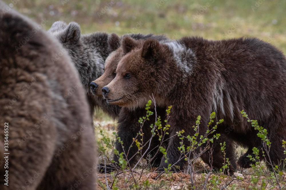 Wilde kleine Braunbären in einem Sumpf in Finnland Wilde kleine Braunbären in einem Sumpf in Finnland
