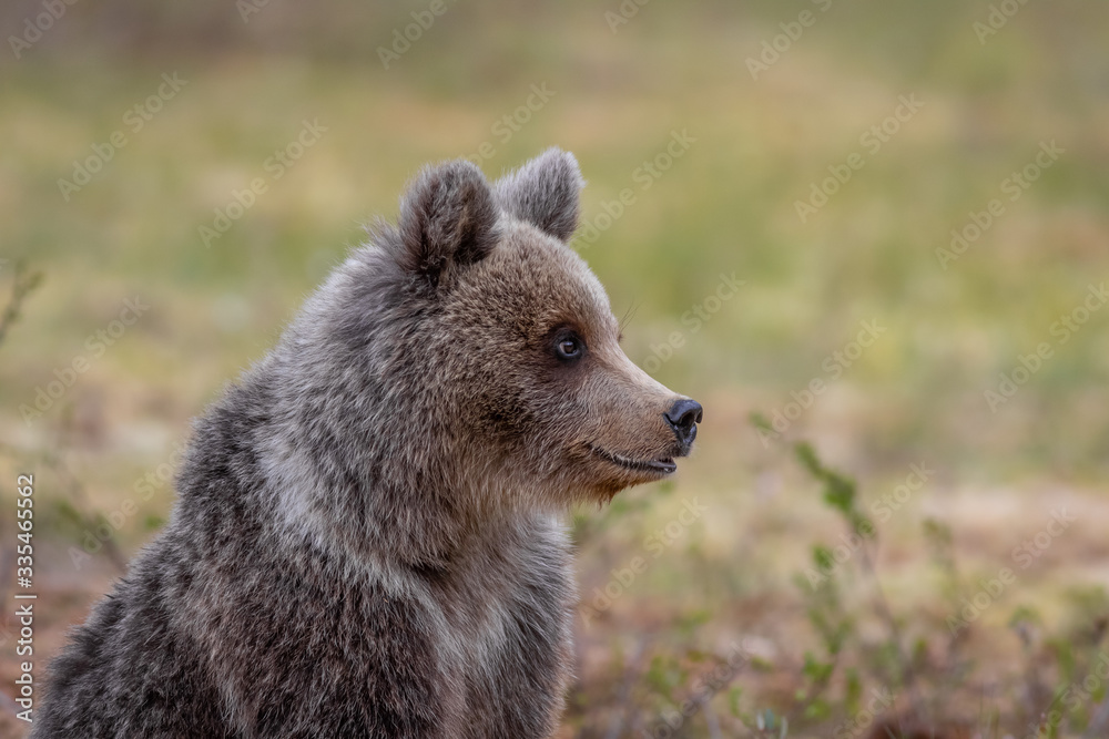 Obraz premium Wilder kleiner Braunbär in einem Sumpf in Finnland