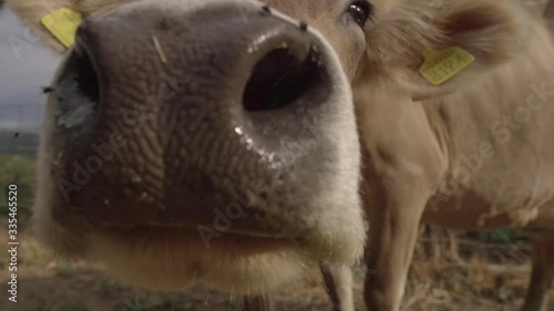 A very curious brown cow approaches the camera, Full hd Slow motion video