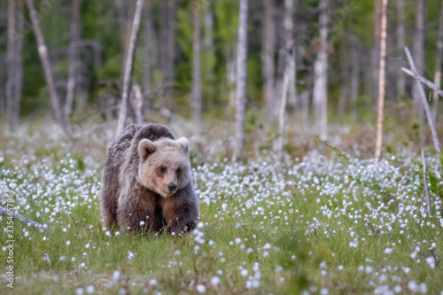 Wilder Braunbär in einem Sumpf in Finnland © Marc Scharping