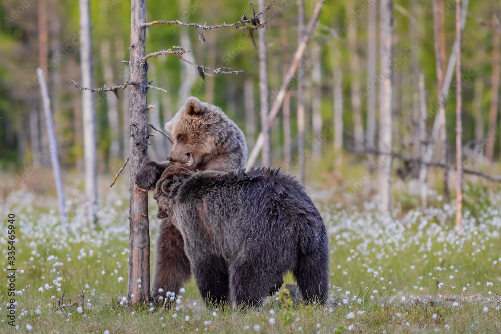 Fototapeta premium Spielende Braunbären in einem Sumpf in Finnland