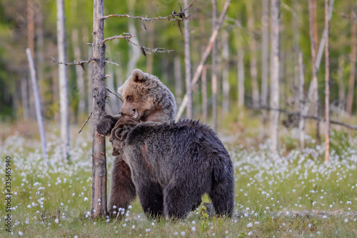 Spielende Braunbären in einem Sumpf in Finnland