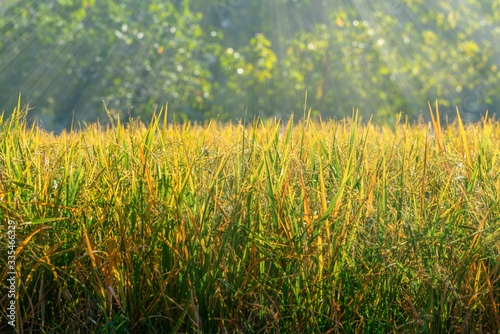 Golden rice field and gold light beam © dul_ny