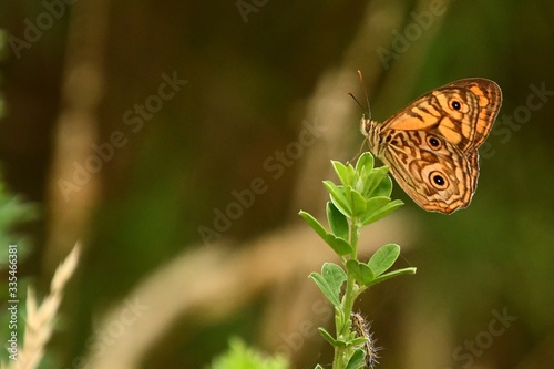An Eastern Ringed Xenica butterfly, an Australian native orange and brown insect, on a green plant in the Wonthaggi Wetlands Conservation park, South Gippsland, Australia on a summer afternoon.