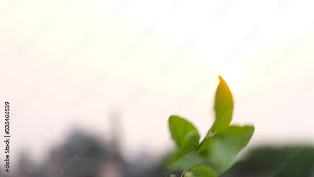 Green leaves are swaying gently in air on the rooftop in slow motion in a summer afternoon . Indian plant and flowers.