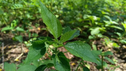 Synedrella nodiflora (Ucacou Adans, Verbesina nodiflora L., Eclipta latifolia L.f., Blainvillea latifolia, Ecliptica latifoliaWedelia cryptocephala, Ucacou nodiflorum, Nodeweed) in the garden. photo