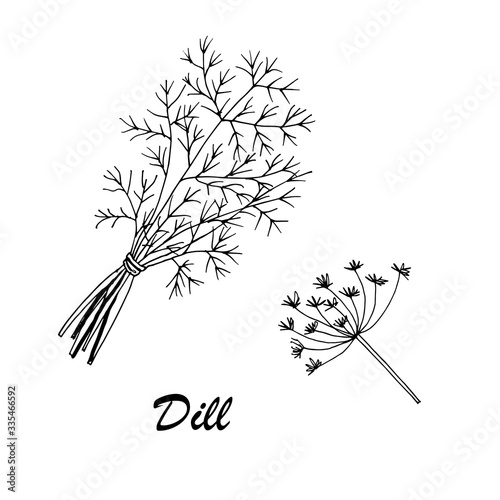 Vector botanic illustration with dill on white background. Hand drawn food collection with seasonings, herbs and vegetables. Perfect for culinary books, magazines, textiles.