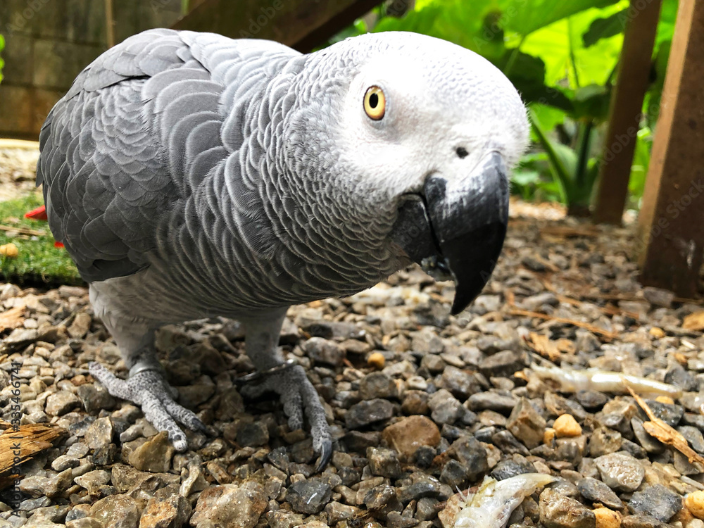 Obraz premium 沖縄の鳥 名護 OKINAWAフルーツらんど