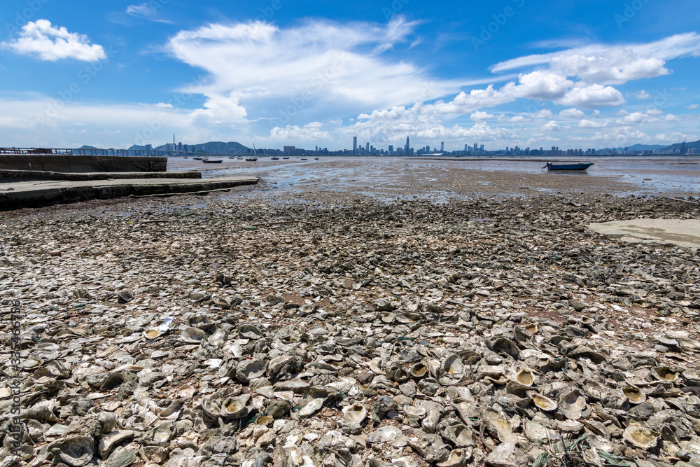 Panoramic View of Dry Beach Landscape with Mud and Seashells during Clear Summer Day Panoramic View of Dry Beach Landscape with Mud and Seashells during Clear Summer Day