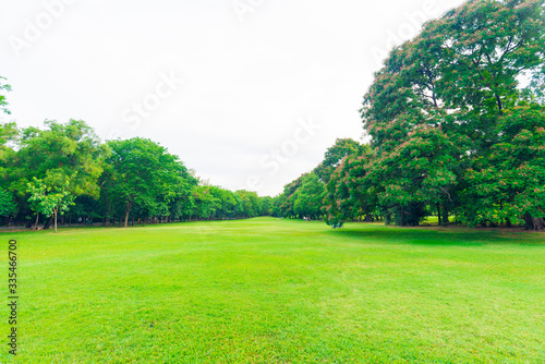 Green grass field with tree in public park © themorningglory