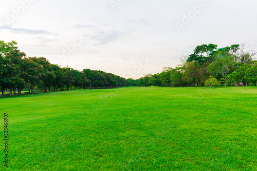 Fototapeta Naklejka Na Ścianę i Meble -  Green grass field with tree in public park