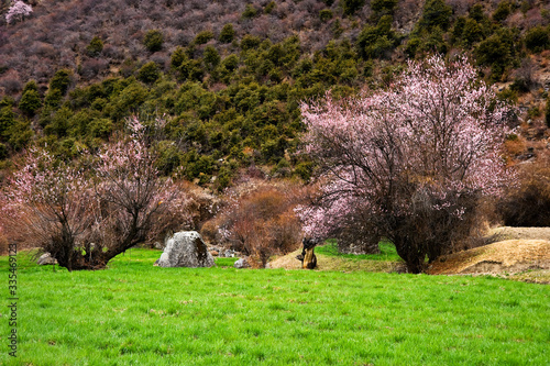 sheep grazing in the meadow