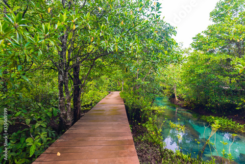 Wooden pathway into the mangrove jungle