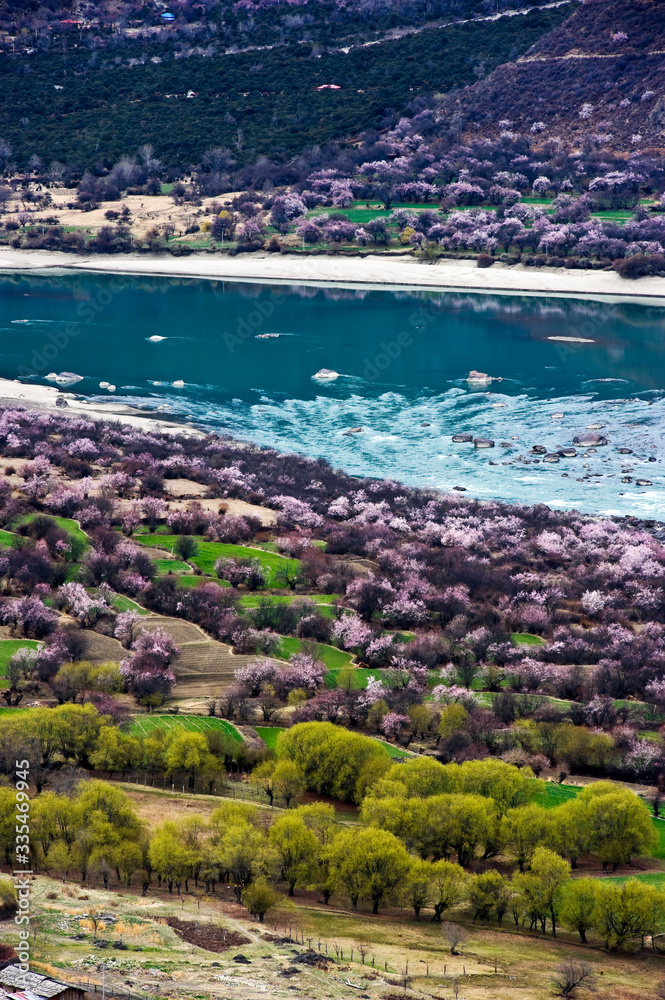 wild peach blossom near river and mountains in Tibet, China 