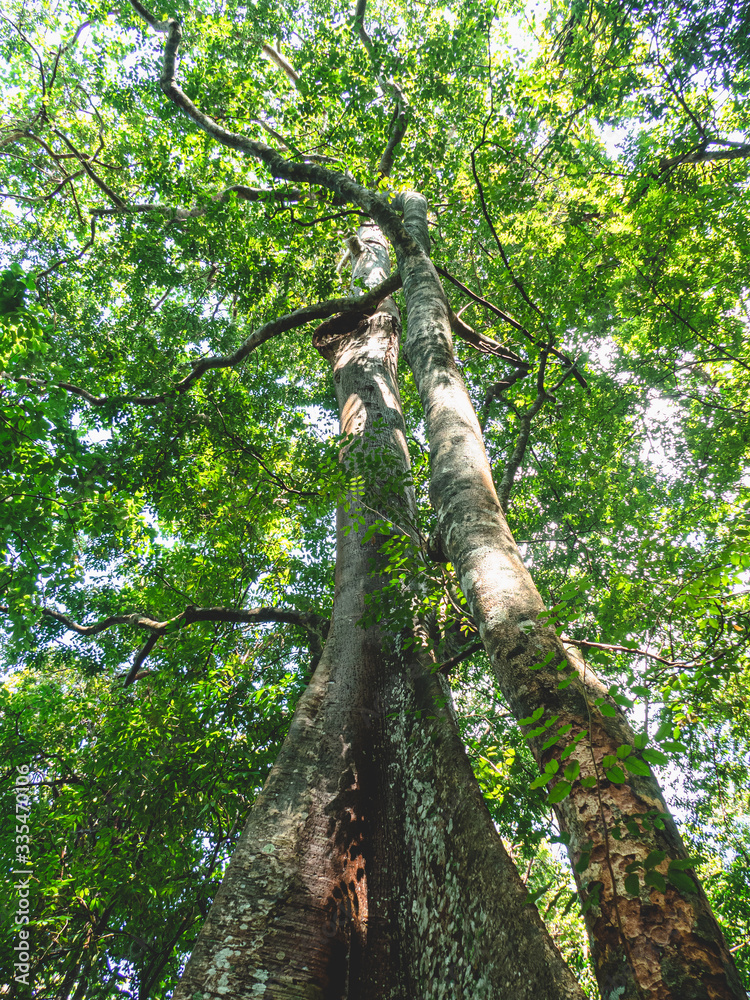 Fototapeta premium low angle of big tree in tropical rainforest. abundance of nature