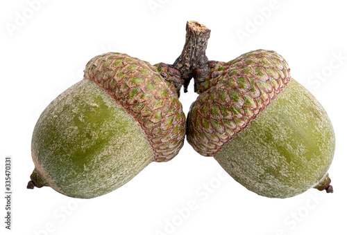 Two acorns isolated on white background