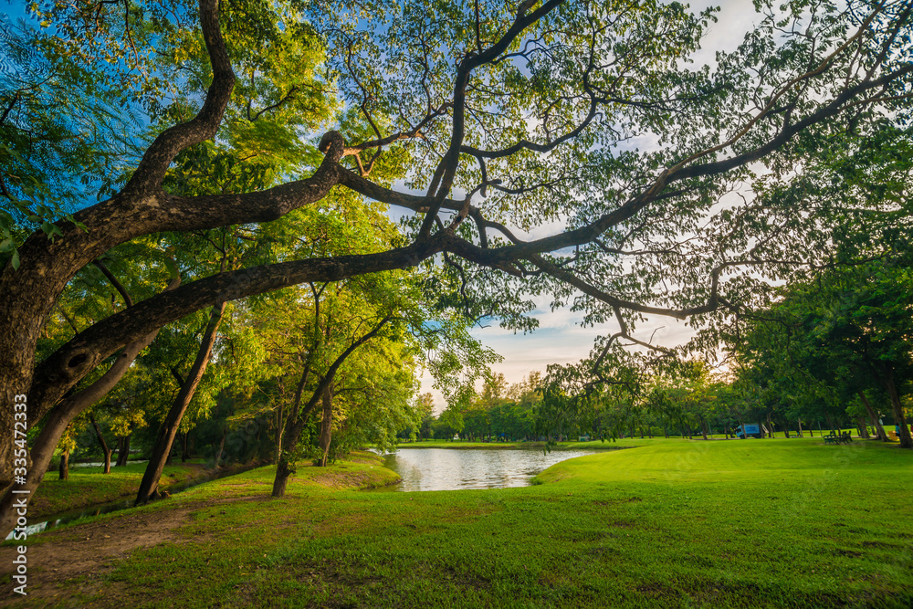 Naklejka premium Green lawn with tree sunset in park