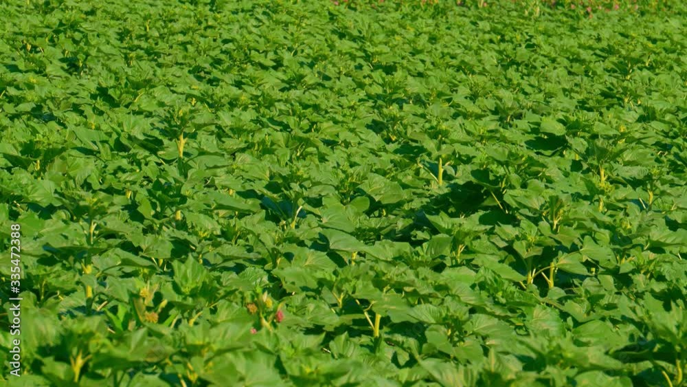 top view green leaves sunflower plant foliage sunny day summer season top view green leaves sunflower plant foliage sunny day summer season