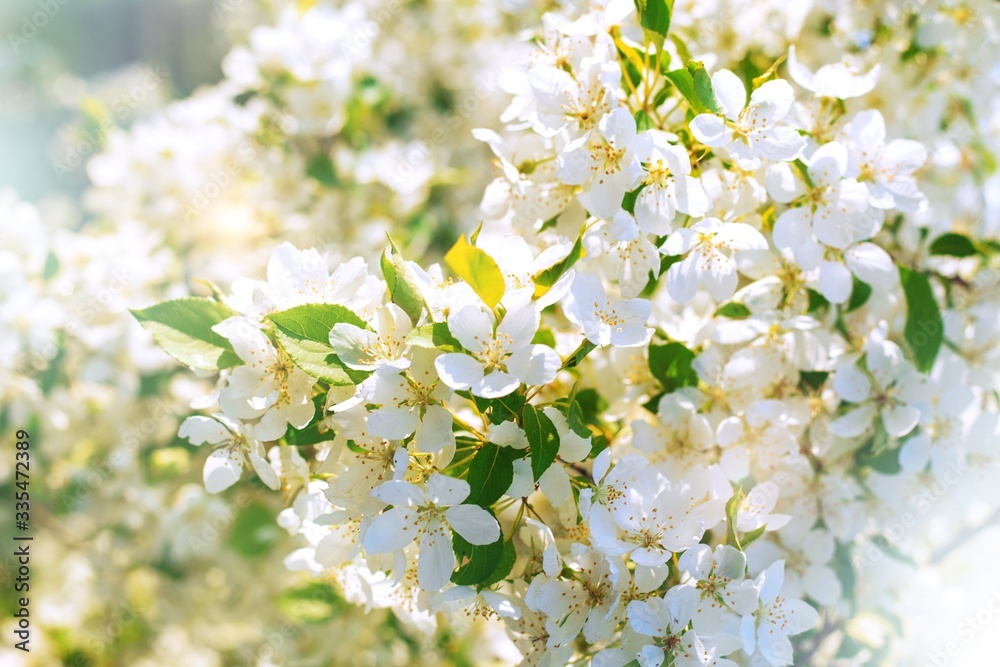 Apple blossom in spring. Background of white flowers on a branch. Soft focus. Spring banner. Apple blossom in spring. Background of white flowers on a branch. Soft focus. Spring banner.
