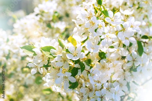 Apple blossom in spring. Background of white flowers on a branch. Soft focus. Spring banner.