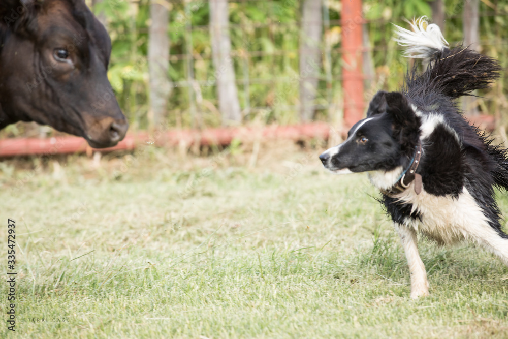 Working dog Working dog