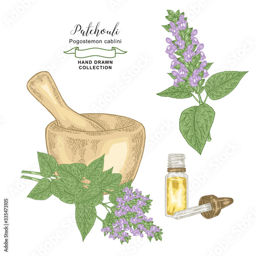 Patchouli plant leaves and flowers with mortar and glass bottle. Patchouli essential oil. Medical herbs hand drawn. Colorful vector illustration.